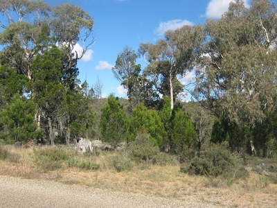 Beauty of the Bush
