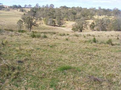 Ideal Grazing Land 