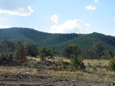 100 acres, 10 year old Pine Plantation. Great opportunity for leisure block with several good house sites plus income in the future.