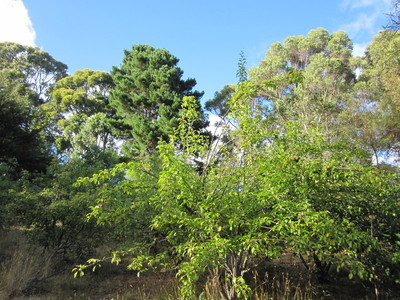 Tranquil Bush Block