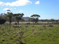 Small acreage - Triabunna