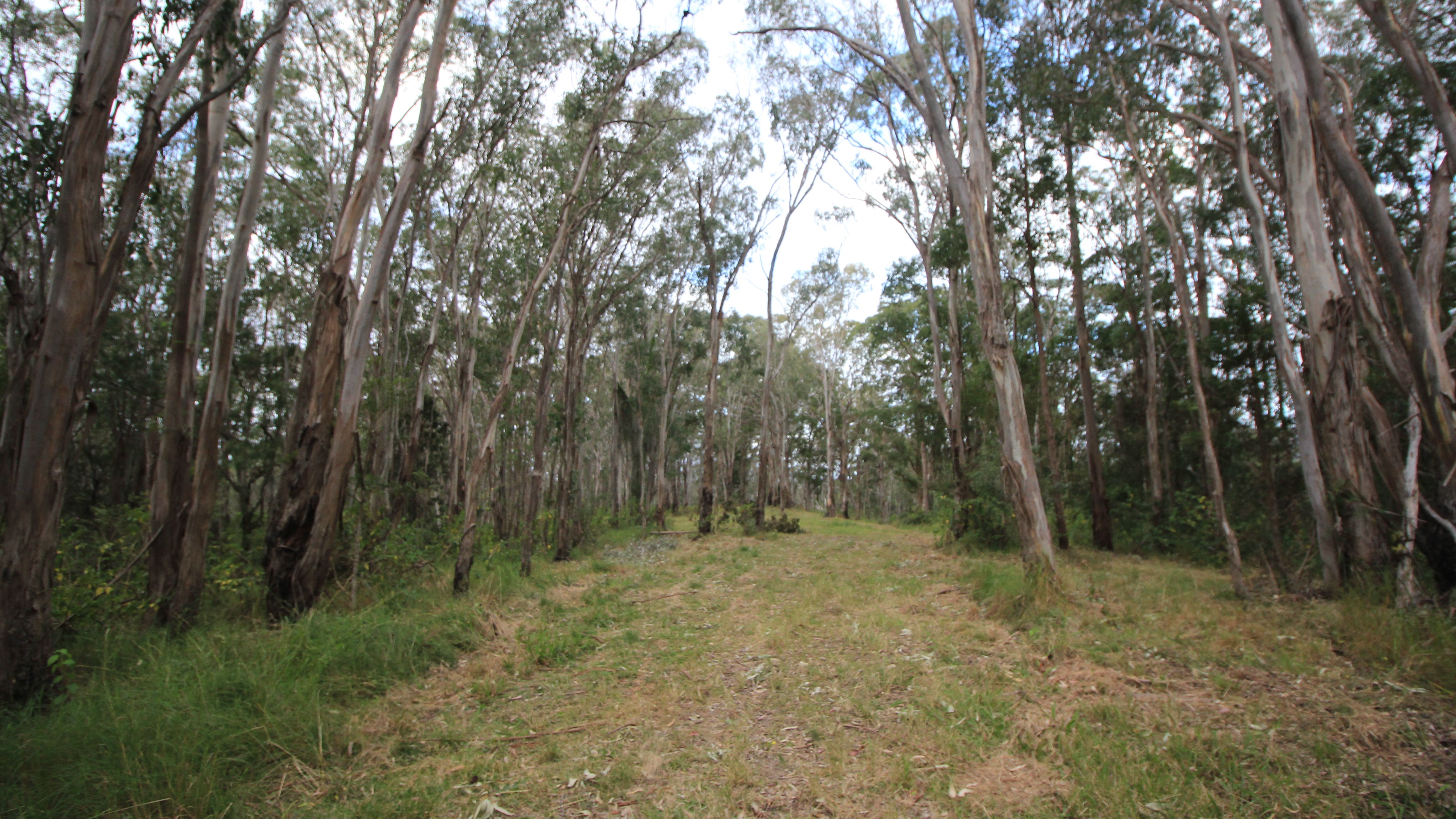 Lot 178 Lorne Rd, Batar Creek via, LORNE NSW 2439