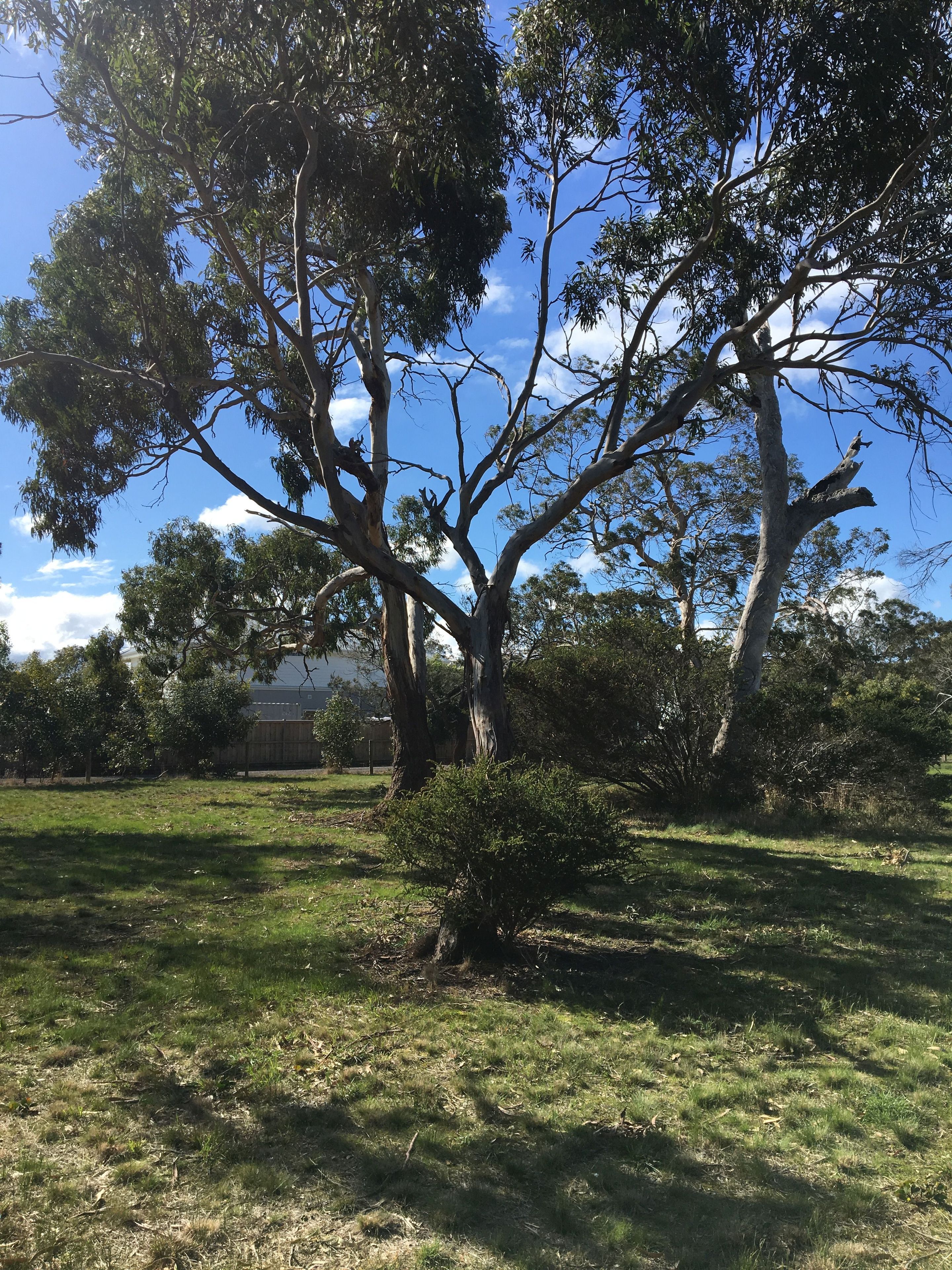 Sold property Undisclosed for 4749 Yellow Gum Drive Ocean Grove