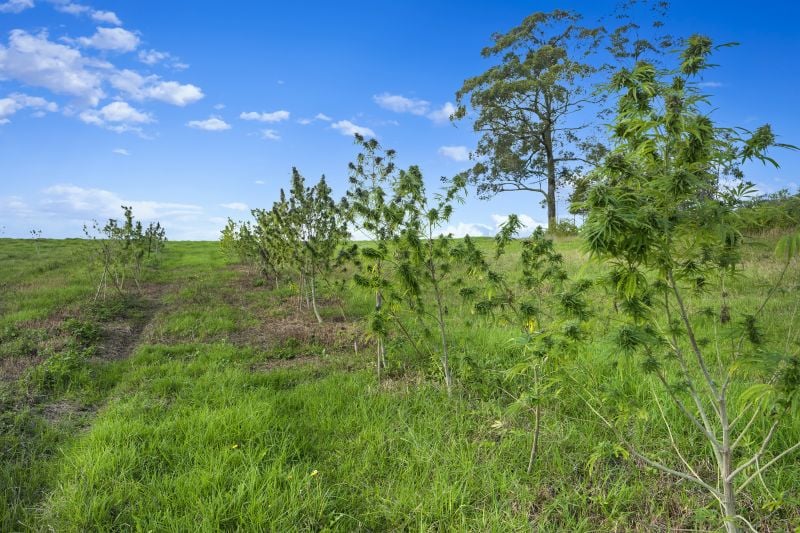 Real Estate For Sale Mangrove Mountain , NSW