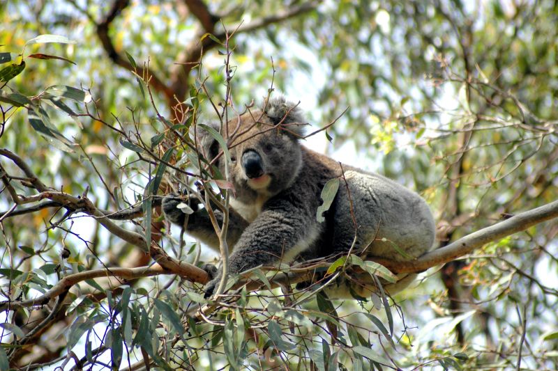 590 Great Ocean Road, Apollo Bay, VIC, Apollo Bay - Thumbnail 3