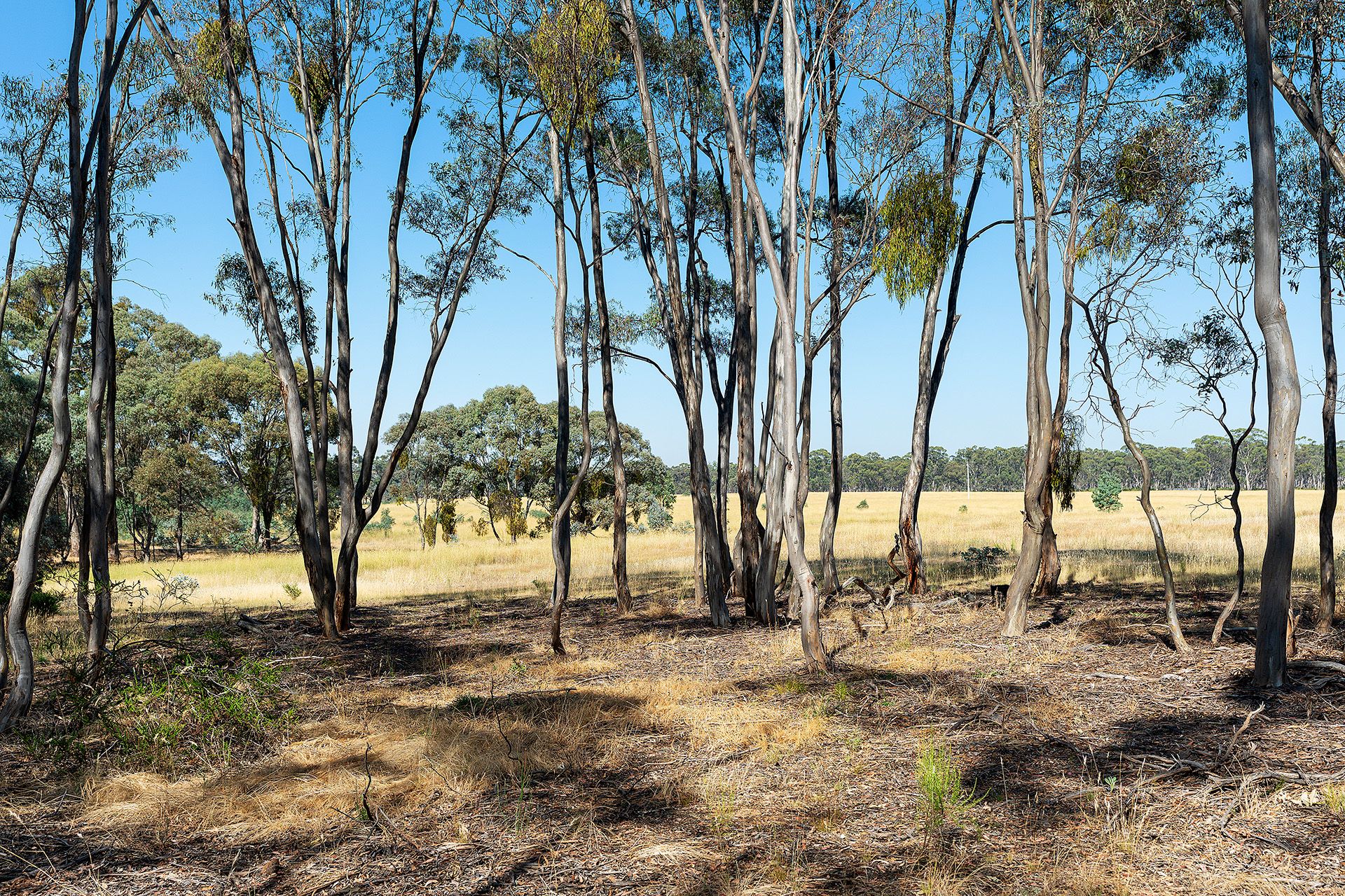20 Ross Drive, Castlemaine - Thumbnail 5