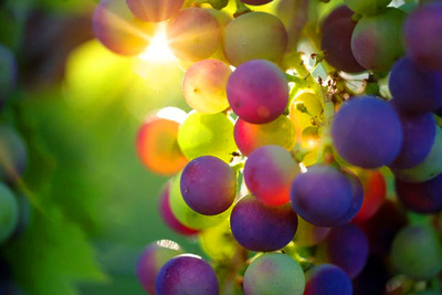 ON-LINE LIQUOR / WINE BUSINESS FOR SALE