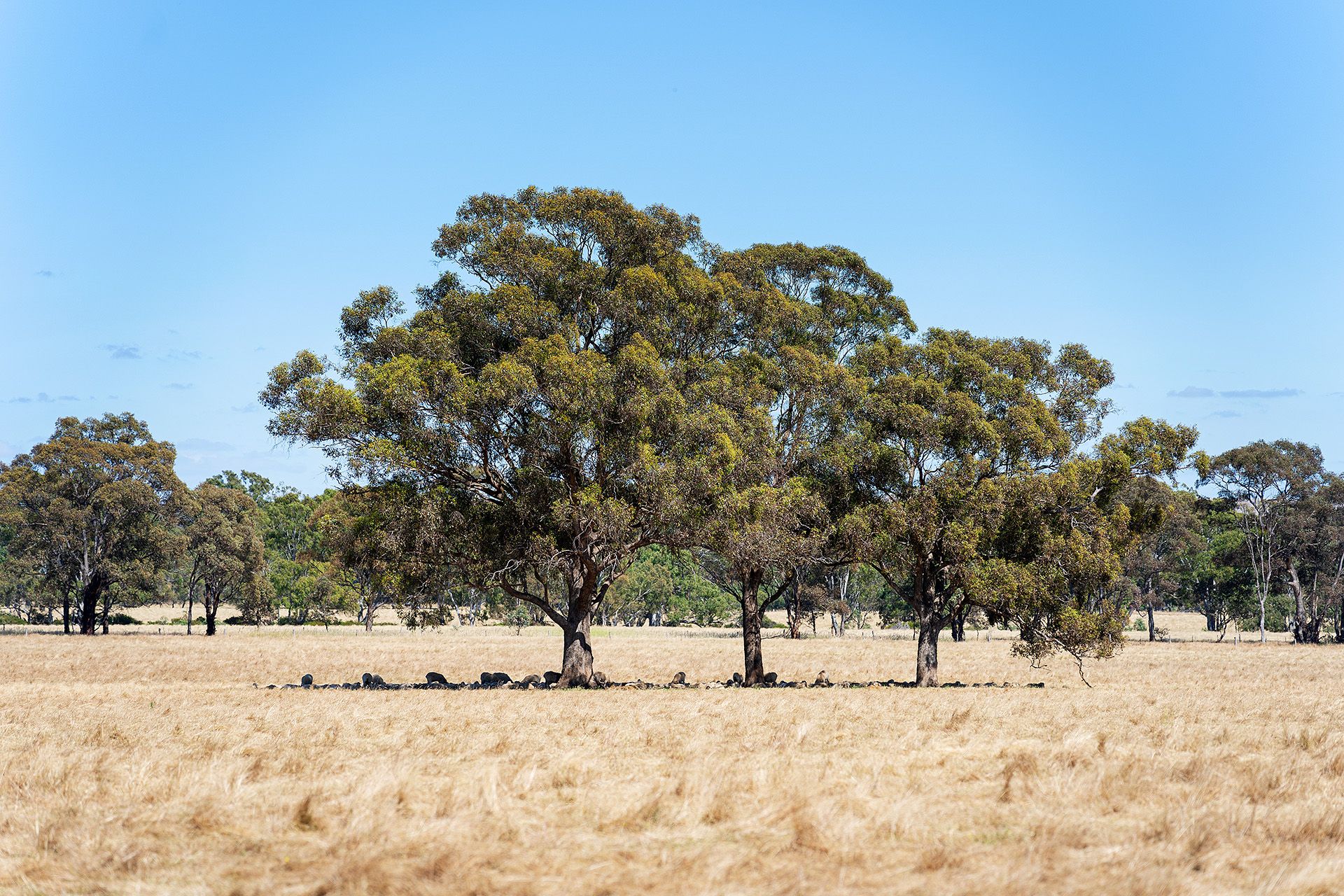 20 Ross Drive, Castlemaine - Thumbnail 6