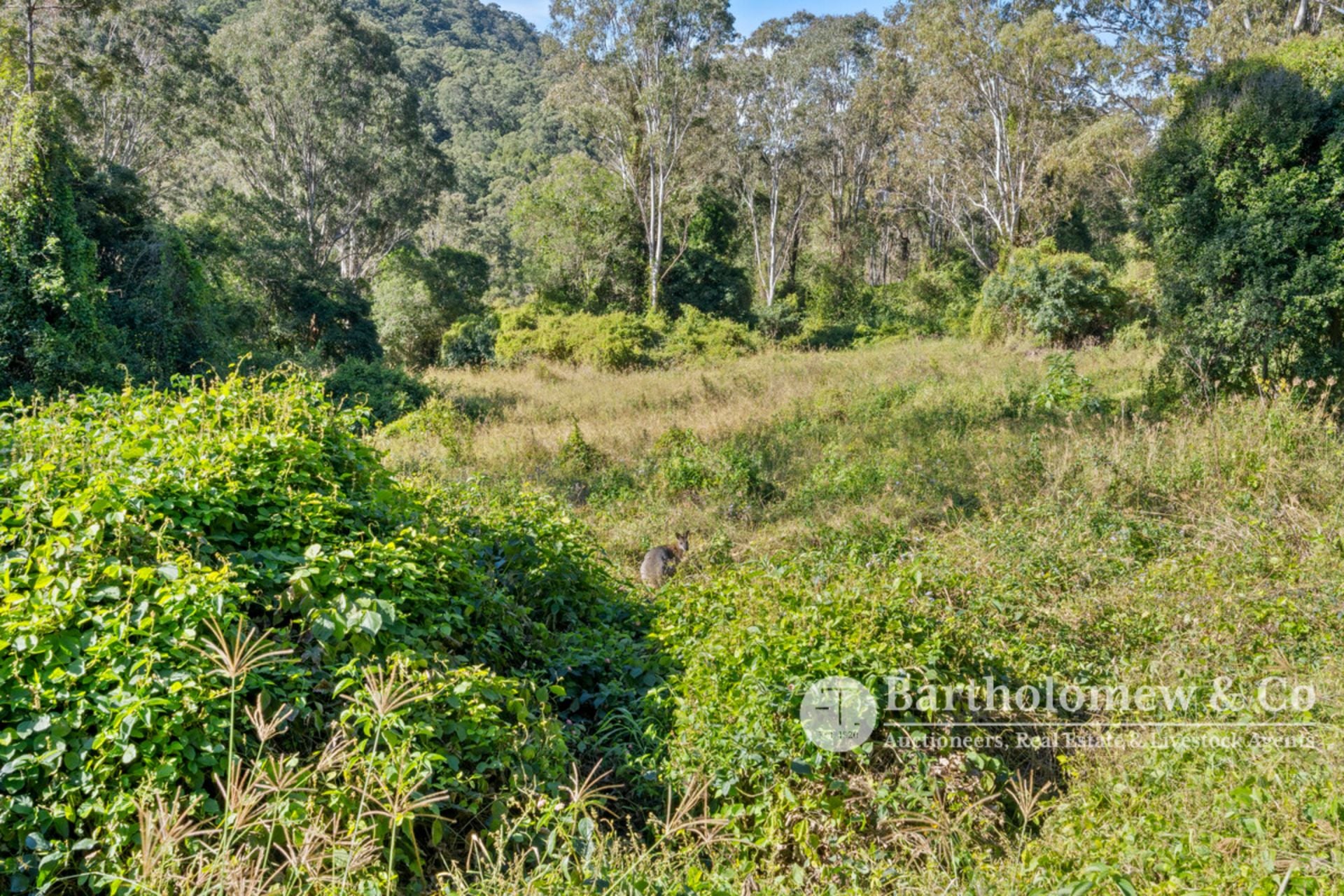 2994 Christmas Creek Road Lamington QLD, Lamington - Thumbnail 6