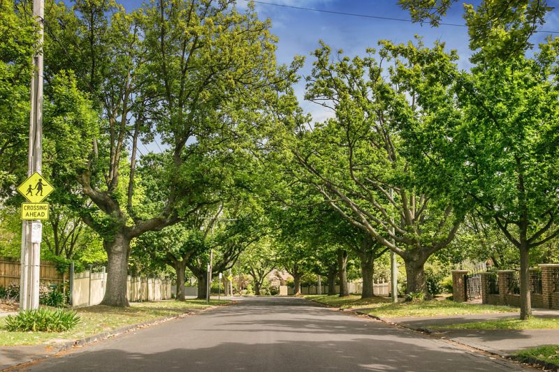 29 Albany Crescent, Surrey Hills - Thumbnail 6