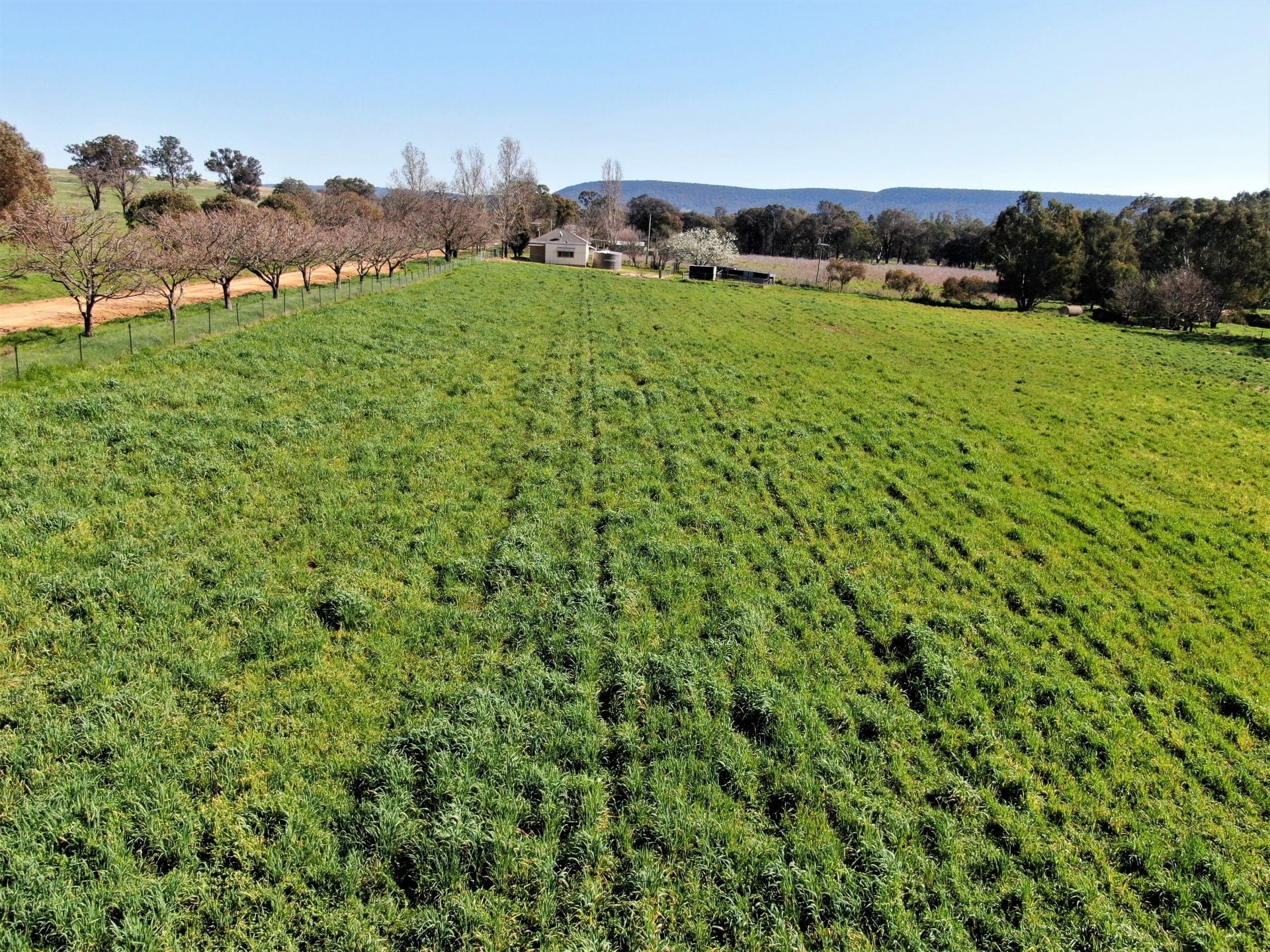 897 Murringo Flats Road, Murringo, Murringo - Thumbnail 6