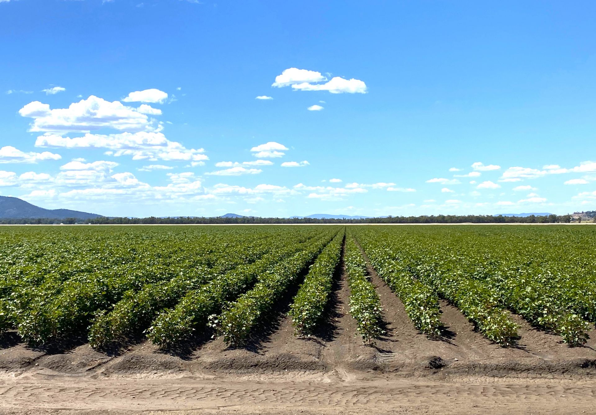 2703 Clifton Road, Gunnedah Inglis Rural Property