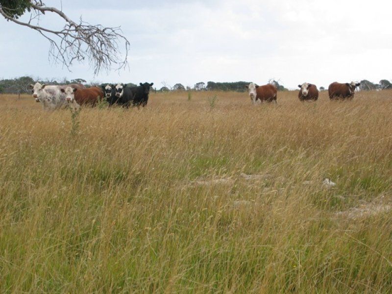 Lot 736 Dingley Dell Road MOUNT GAMBIER SA, Mount Gambier - Thumbnail 2