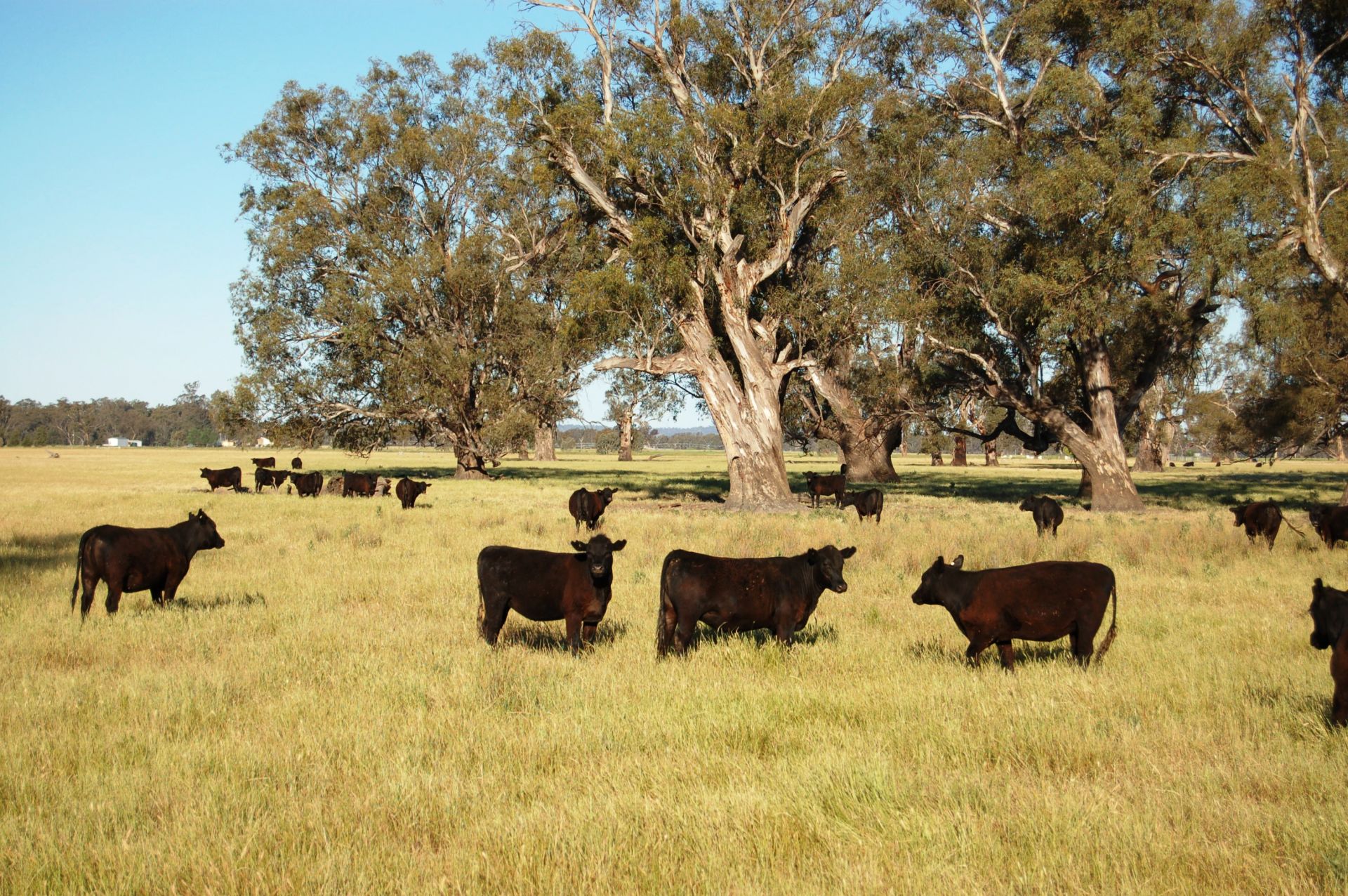 Berryjerry Station, Wagga Wagga Inglis Rural Property