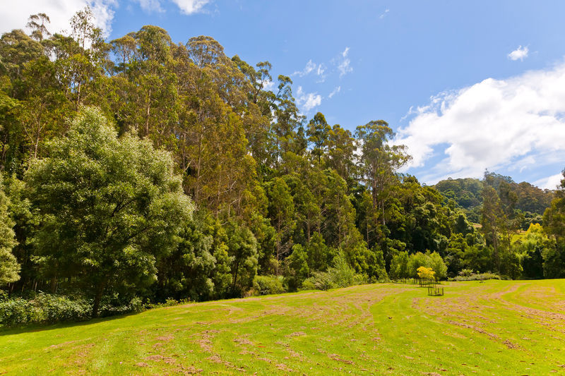 1135 Barham River Road, Apollo Bay, VIC, Apollo Bay - Thumbnail 7