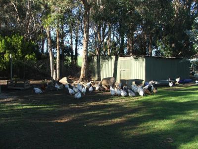LATROBE, LATROBE, Latrobe - Thumbnail 8