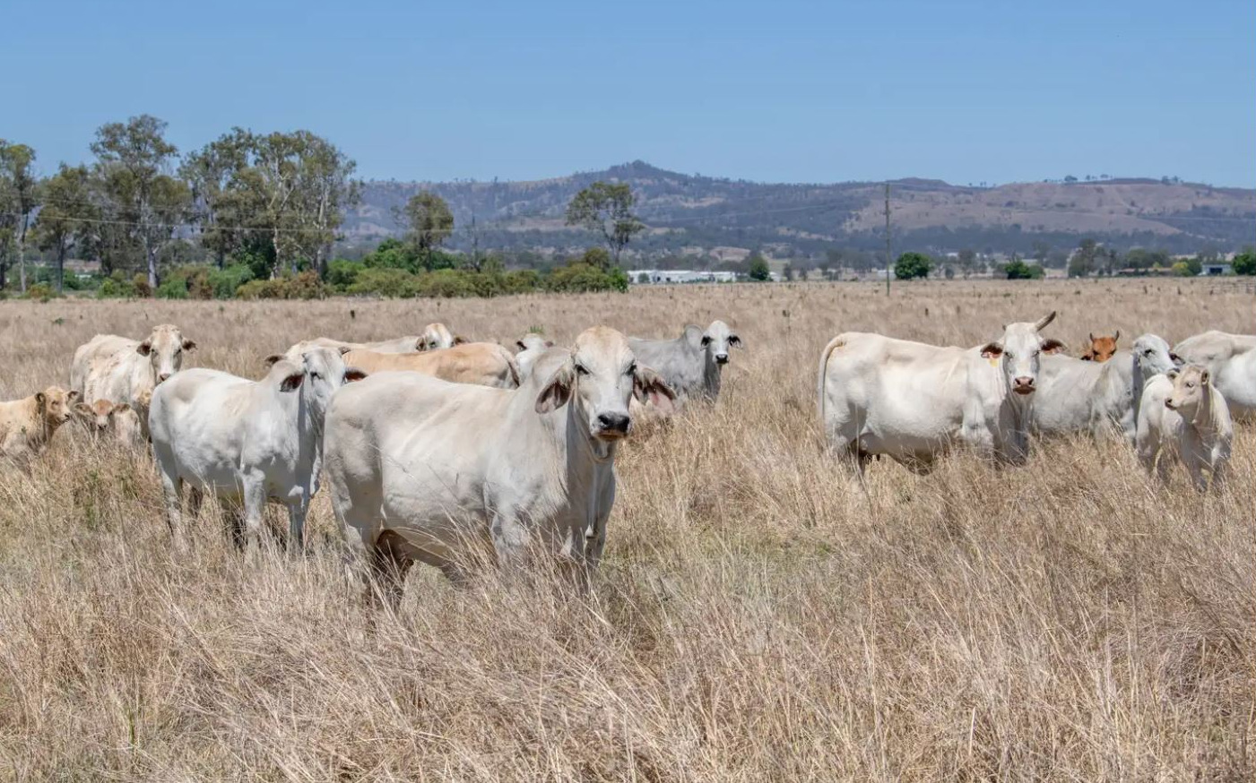 Real Estate For Sale 65 Helen Street Beaudesert , QLD