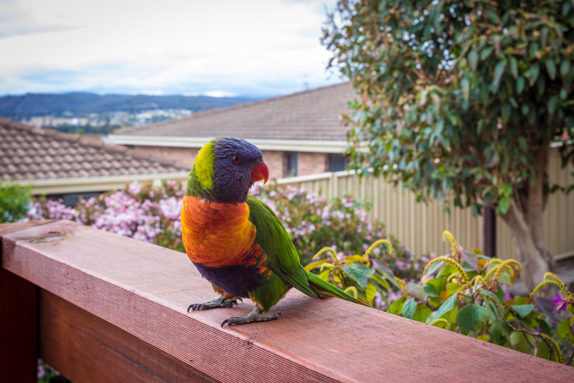 2/16 Merimbola Street, Pambula