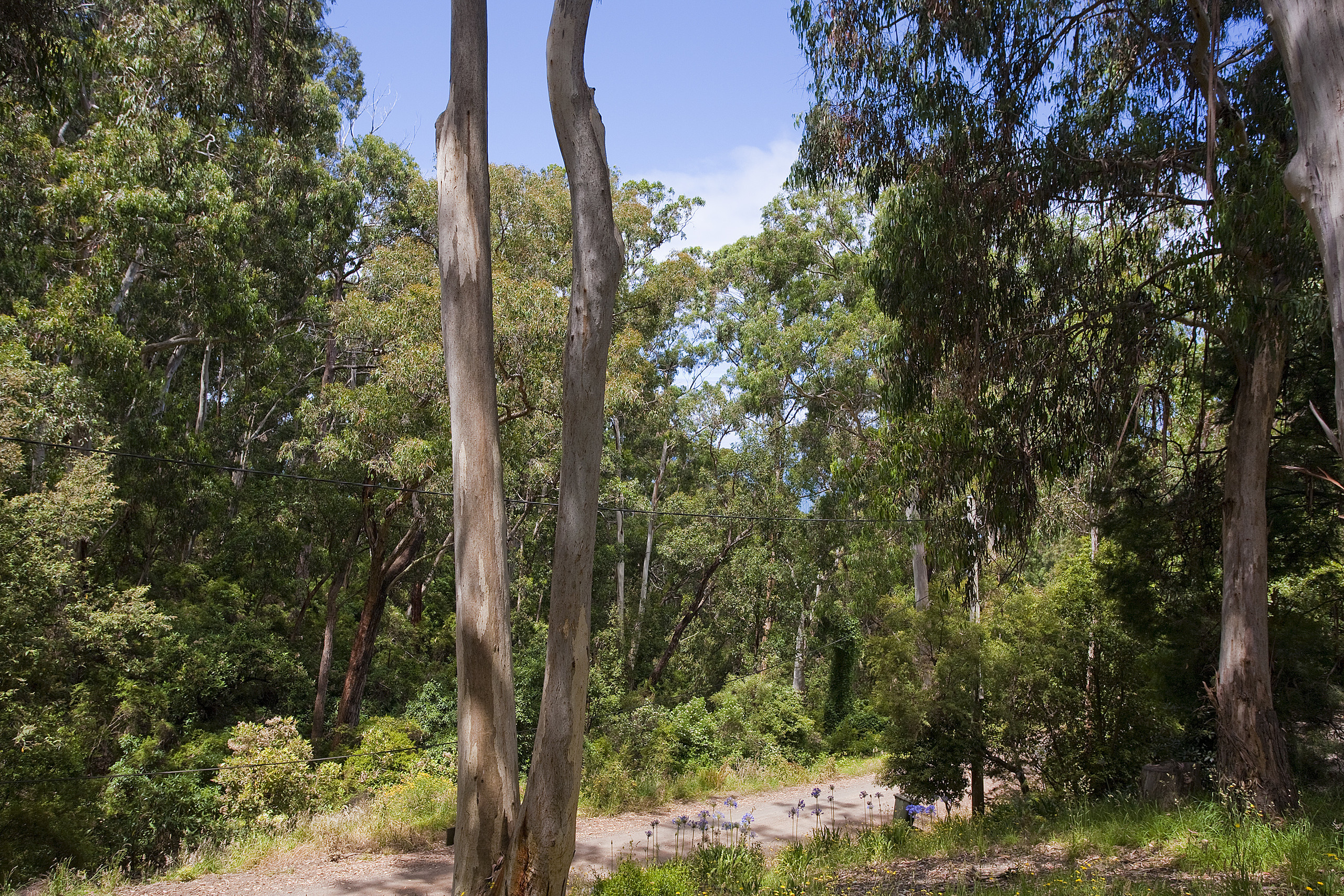 18 Cassidy Drive, Kennett River, VIC, Kennett River - Thumbnail 3