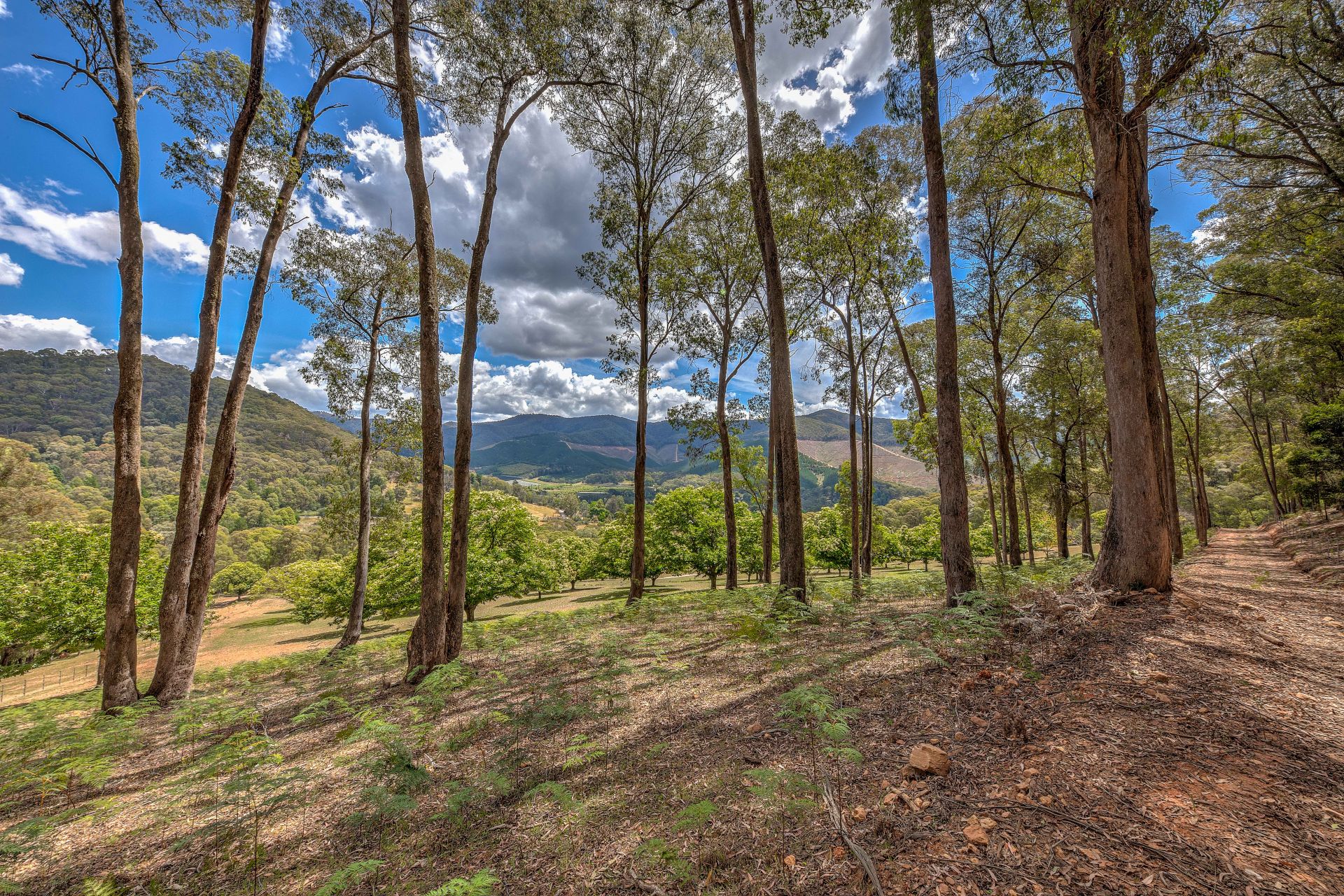 CA 34C/ Tobias Track, Wandiligong Dickens Real Estate