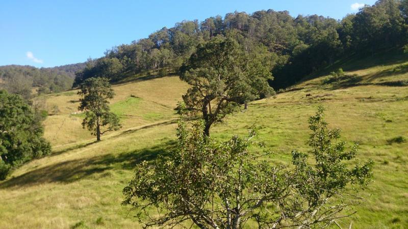 , YARROWITCH NSW 2354