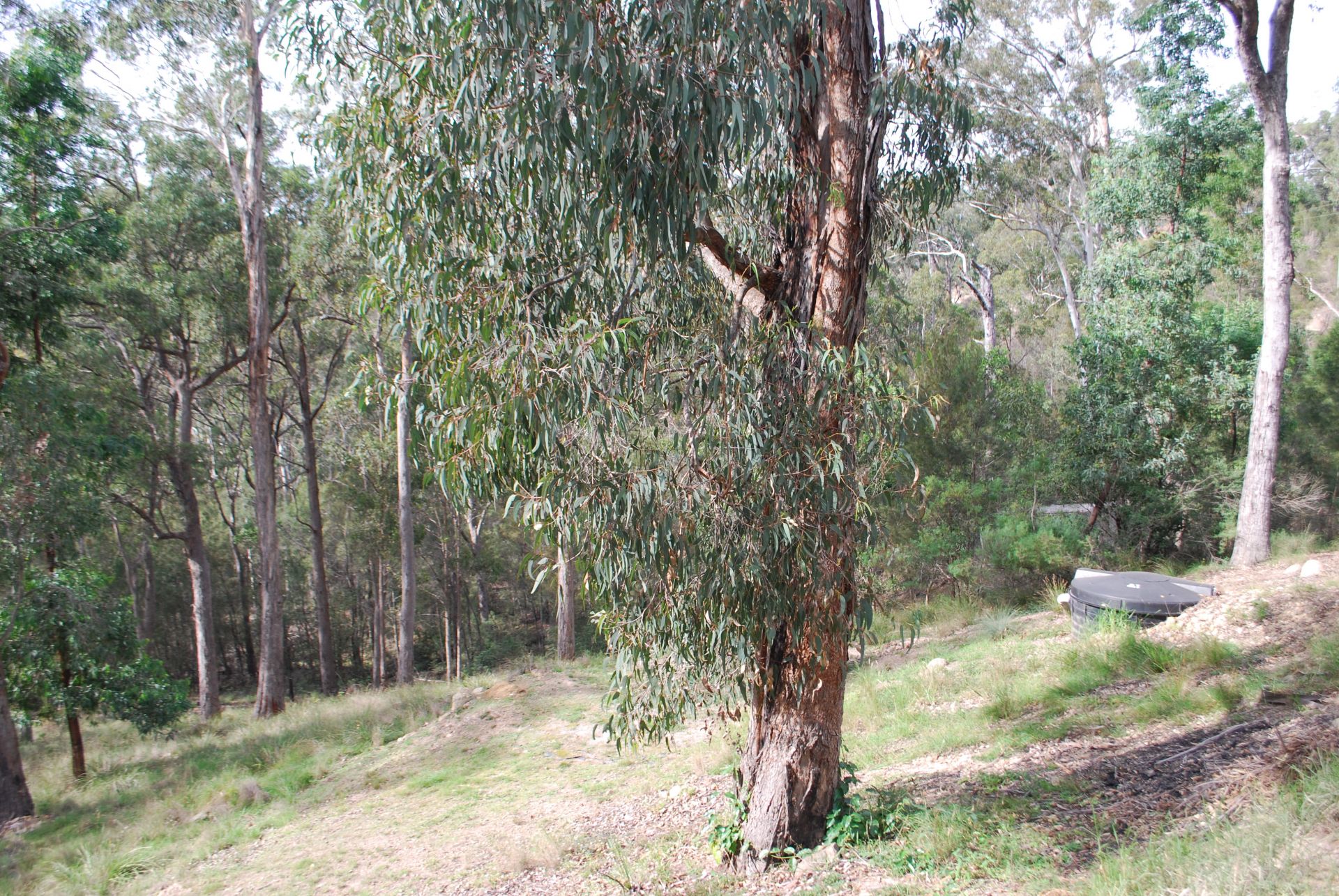 8 Ferngully Lane, Millingandi