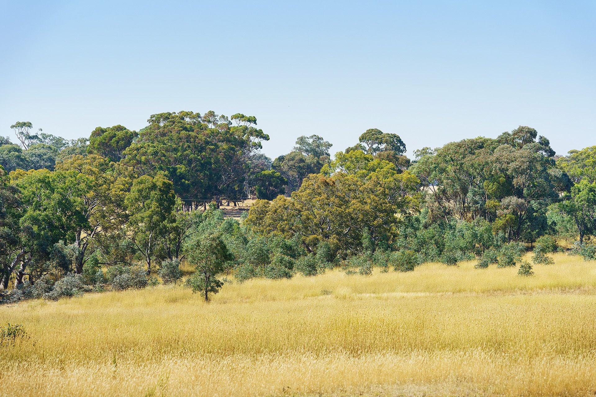 20 Ross Drive, Castlemaine - Thumbnail 4