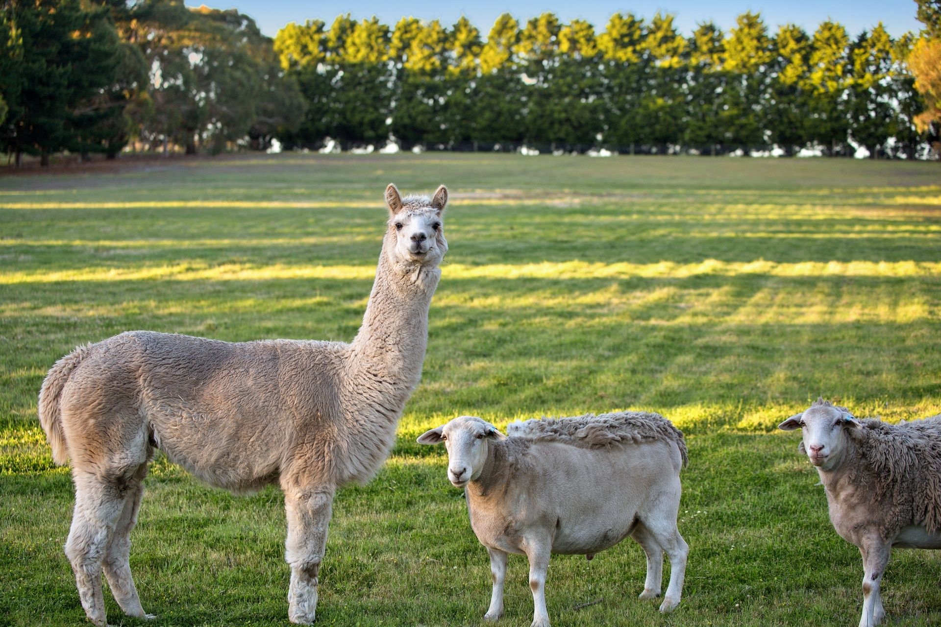 255 Swan Bay Road Wallington VIC, Wallington - Thumbnail 4