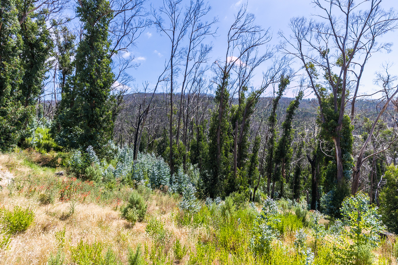 1 Dunoon Road, Wye River, VIC, Wye River - Thumbnail 4