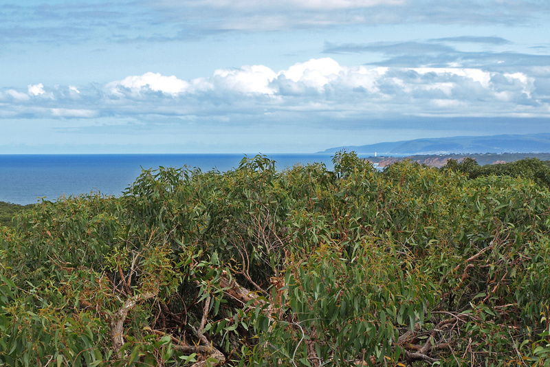 39 and 41  Second Avenue , Anglesea, VIC, Anglesea - Thumbnail 2
