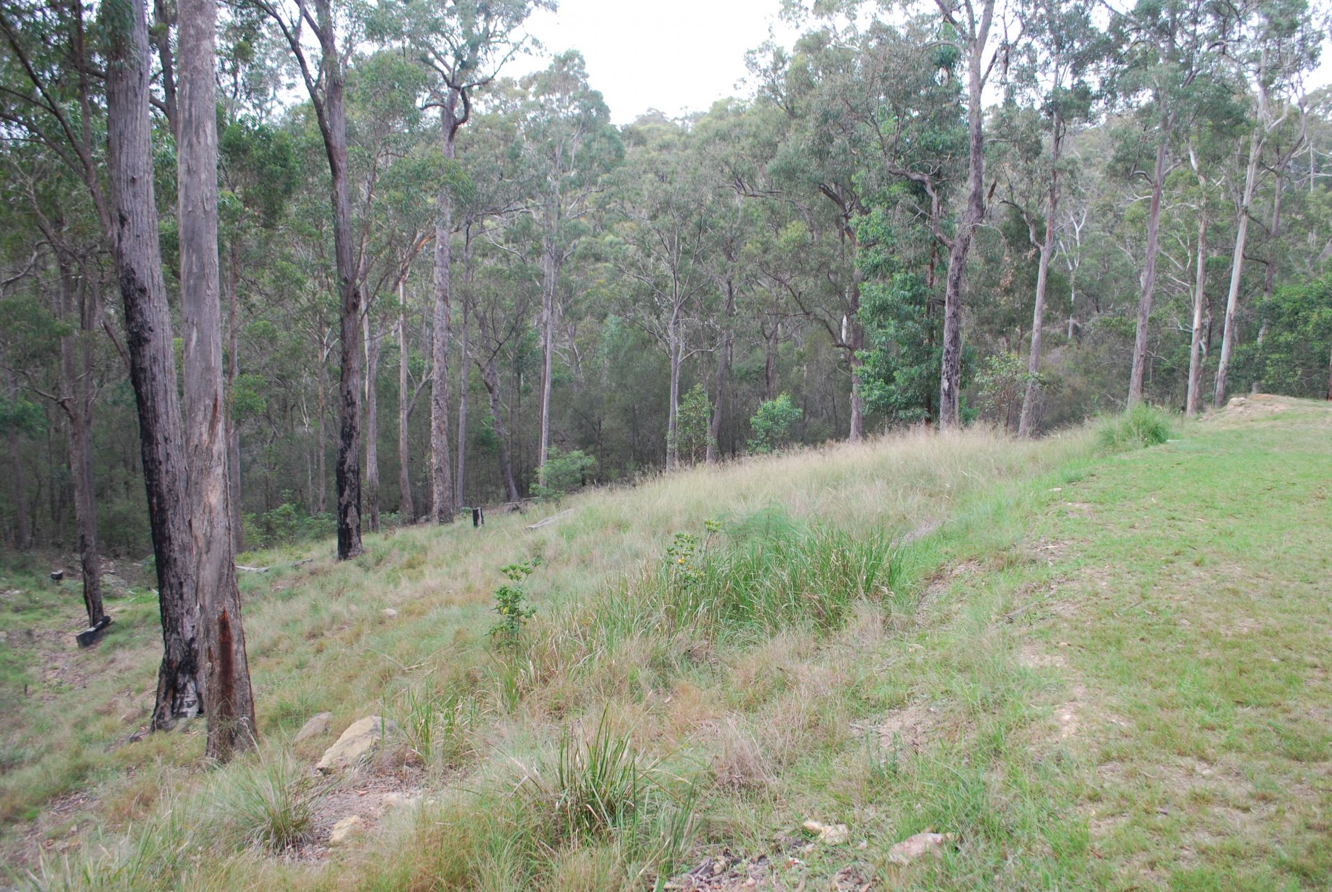 8 Ferngully Lane, Millingandi