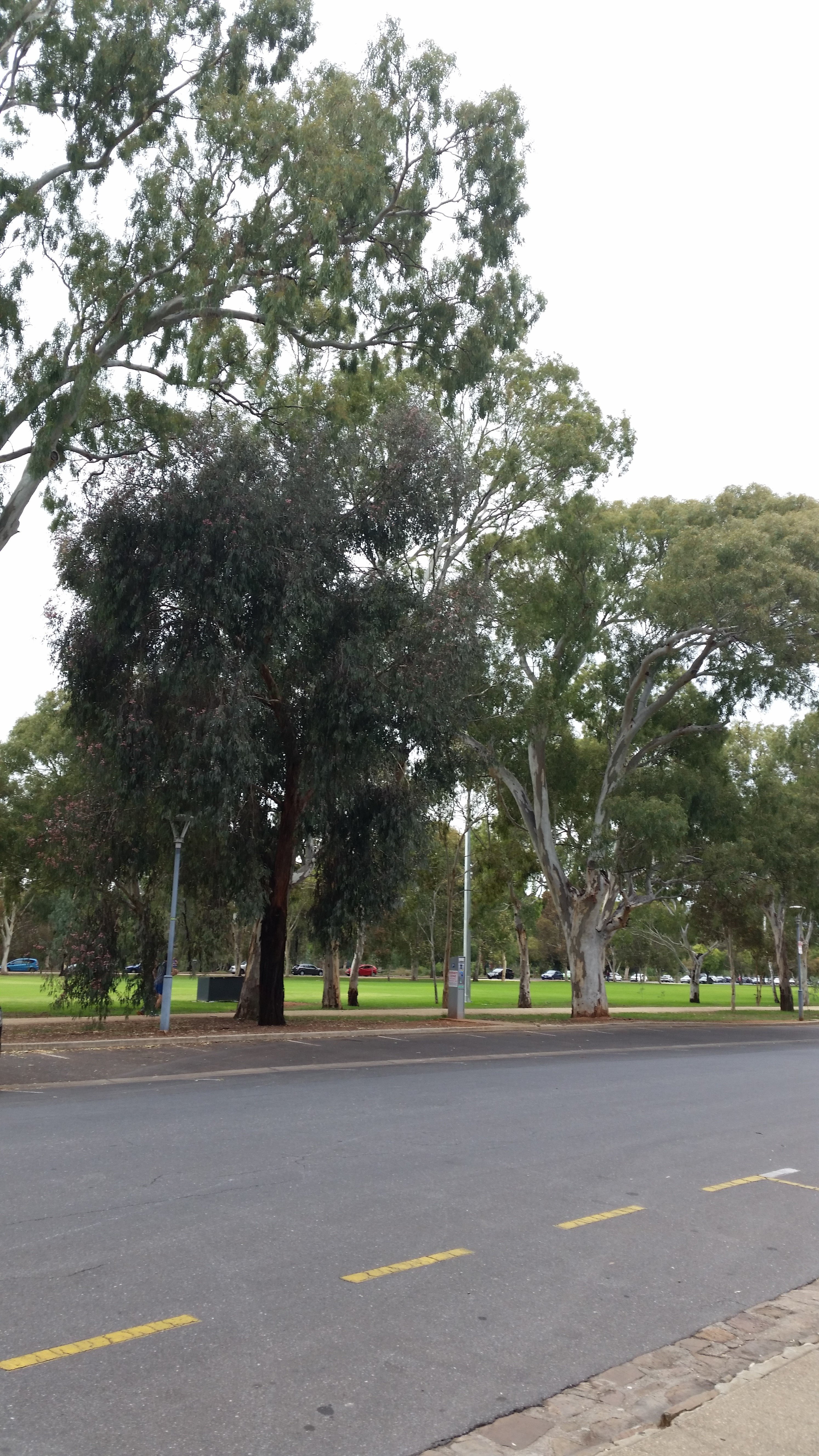 4B/97 Mackinnon Parade North Adelaide 5006