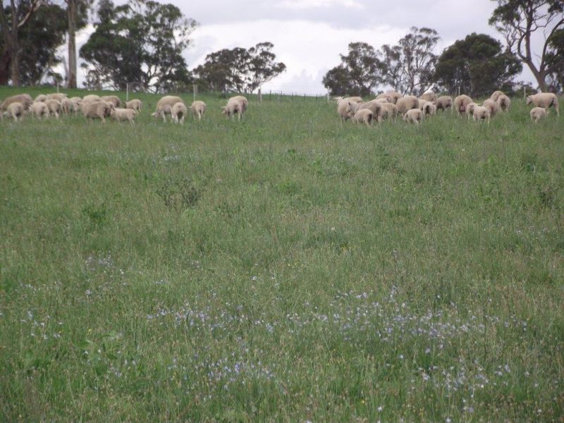 60 acres + building entitlement!