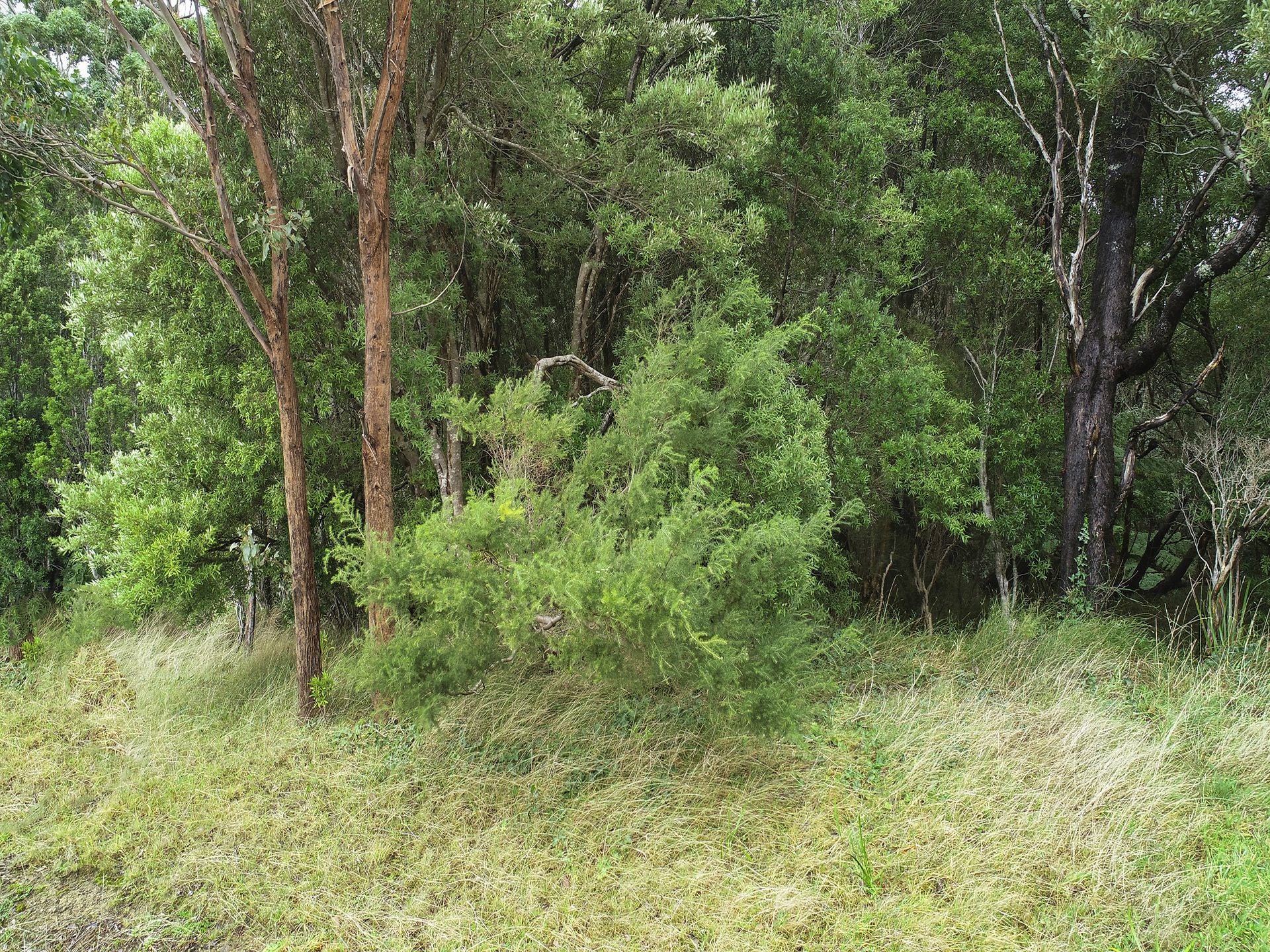 62 Broughtons Access, Skenes Creek North - Thumbnail 6