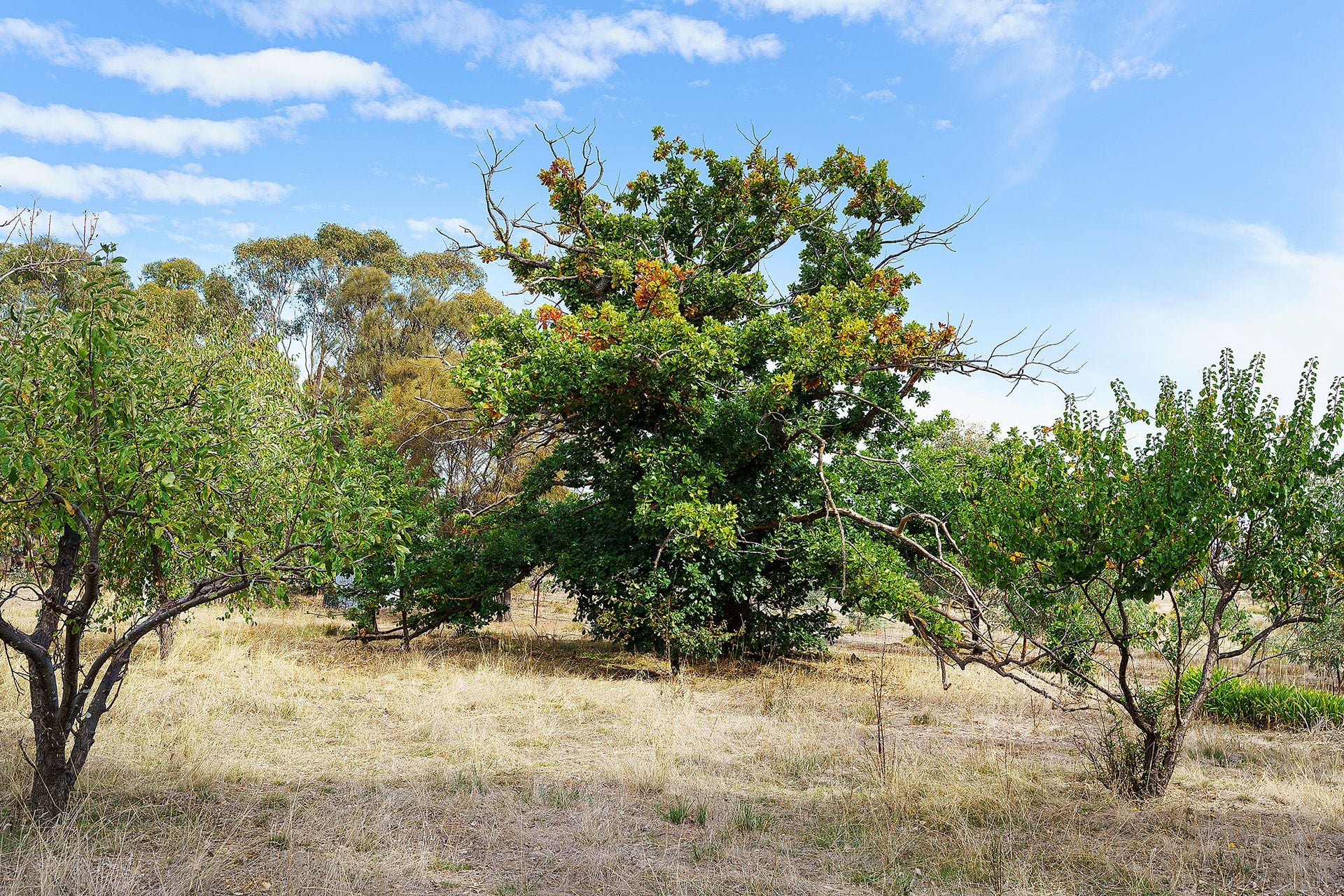 557 White Gum Road, Barkers Creek - Thumbnail 7
