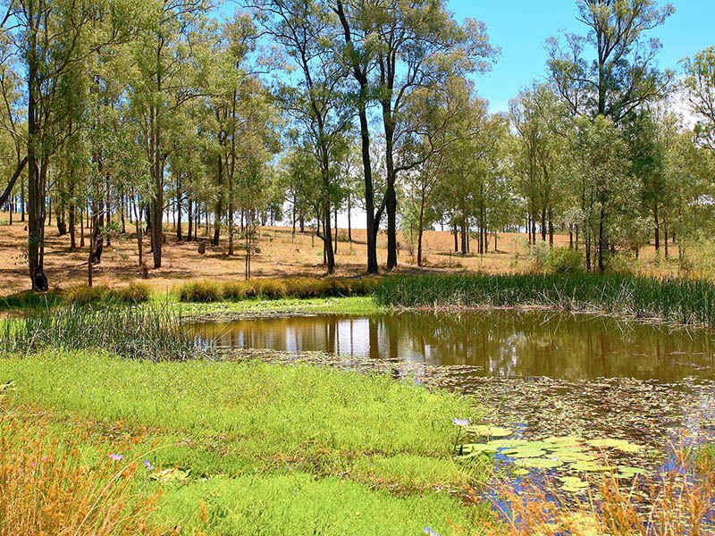 GLOSSODIA, NSW, Glossodia - Thumbnail 4
