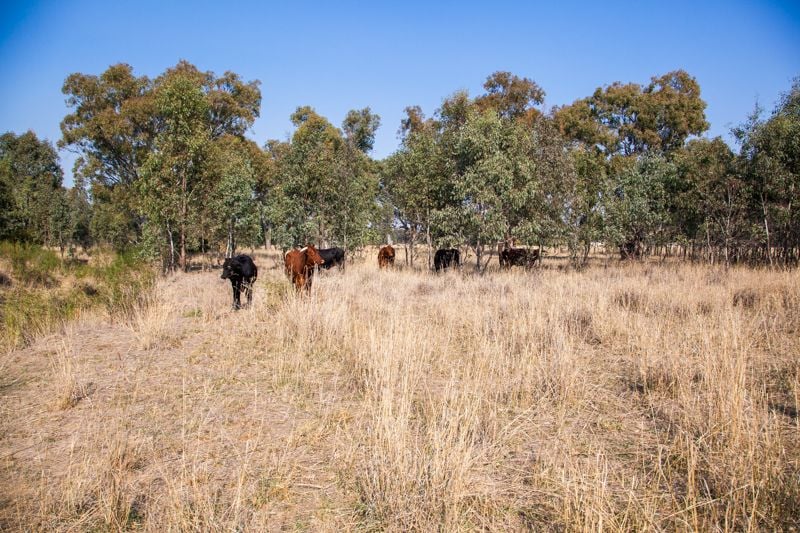 Molkentin Road Jindera NSW, Jindera - Thumbnail 3