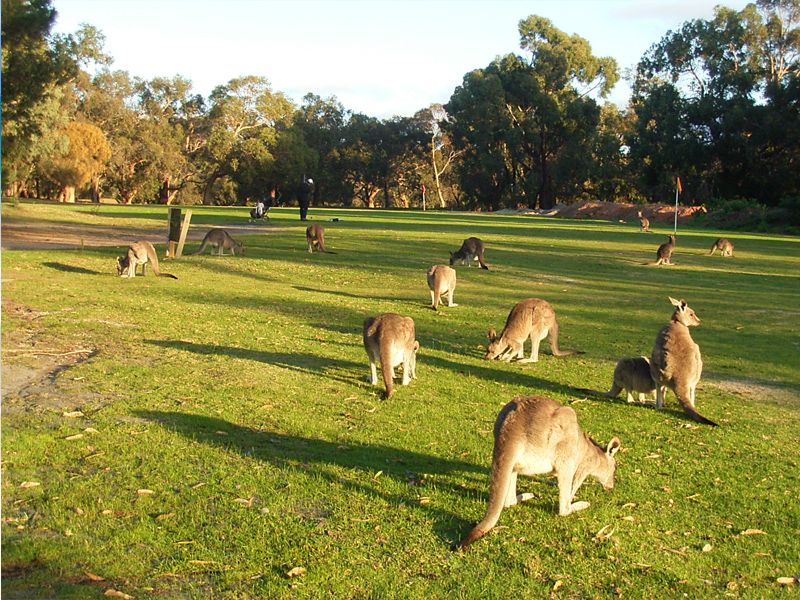 Lot 3/2 Great Ocean  Road, Anglesea - Thumbnail 7