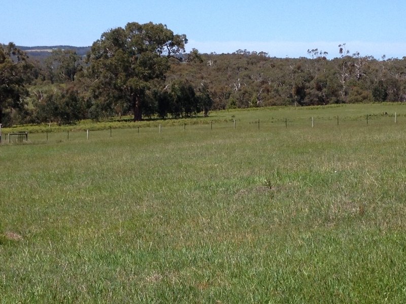 Lot 1, 1265 Winchelsea-Deans Marsh Road, Bambra, VIC, 1265 Winchelsea-Deans Marsh Road Bambra - Thumbnail 6