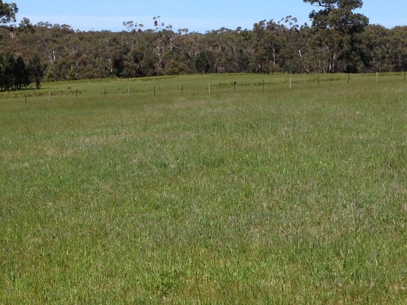 Lot 1, 1265 Winchelsea-Deans Marsh Road, Bambra, VIC, 1265 Winchelsea-Deans Marsh Road Bambra - Thumbnail 5