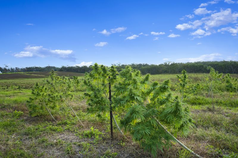 Real Estate For Sale Mangrove Mountain , NSW