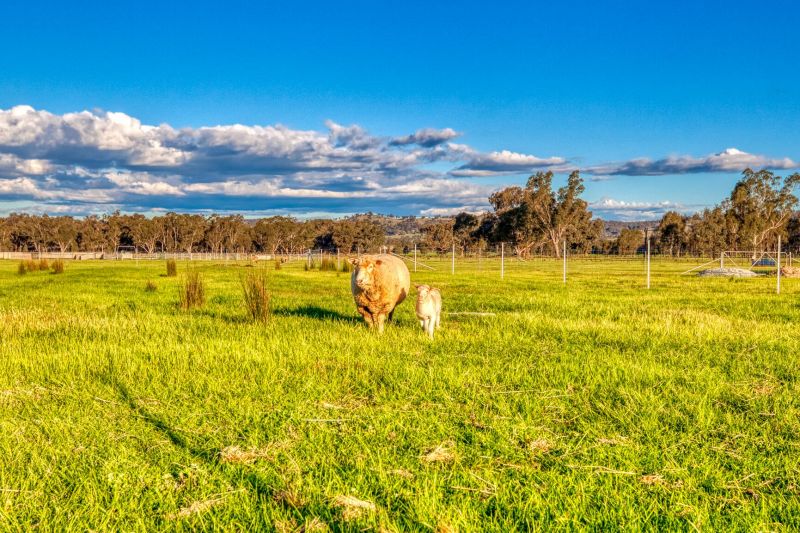 137 Bungowannah Road Jindera NSW, Jindera - Thumbnail 8