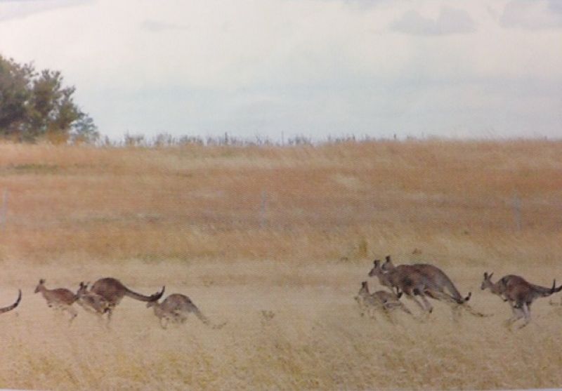 Lot 5 Possumtail Run, Bacchus Marsh - Thumbnail 6