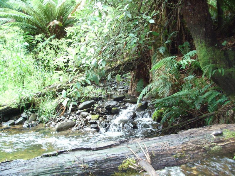 1110 Skenes Creek-Forrest Road Tanybryn VIC, Tanybryn - Thumbnail 2