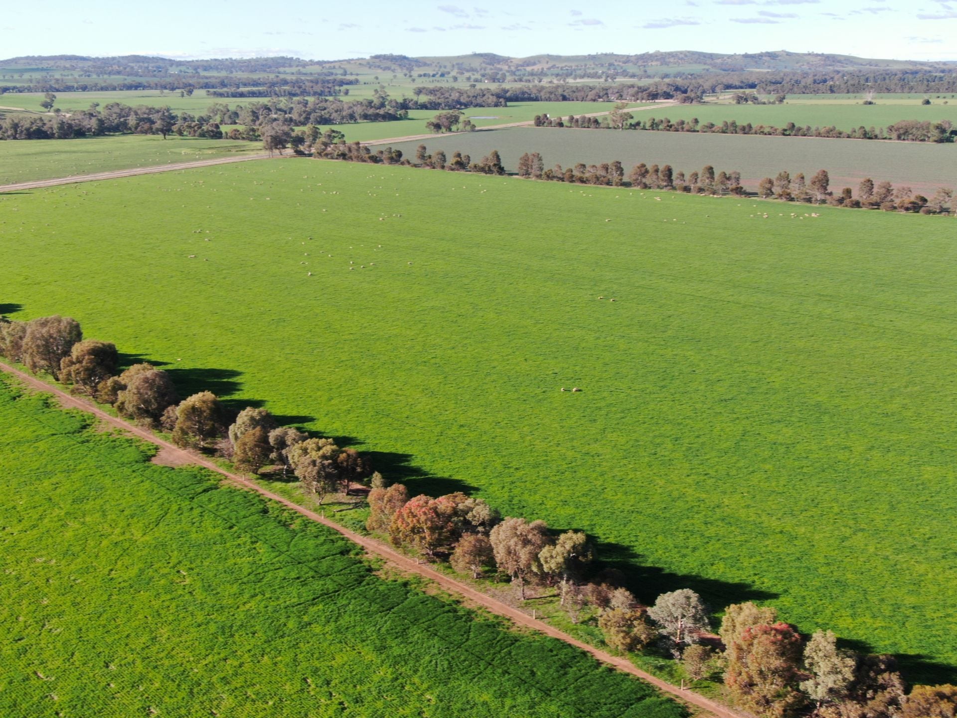 HentyCookardinia Road, Henty Inglis Rural Property