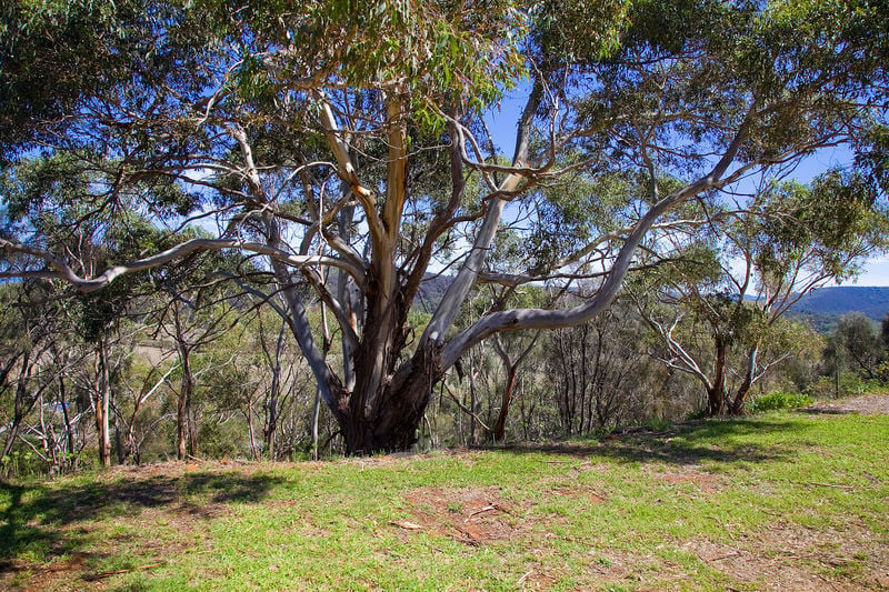 6/31-33 Pearse Road, Aireys Inlet, VIC, Aireys Inlet - Thumbnail 5