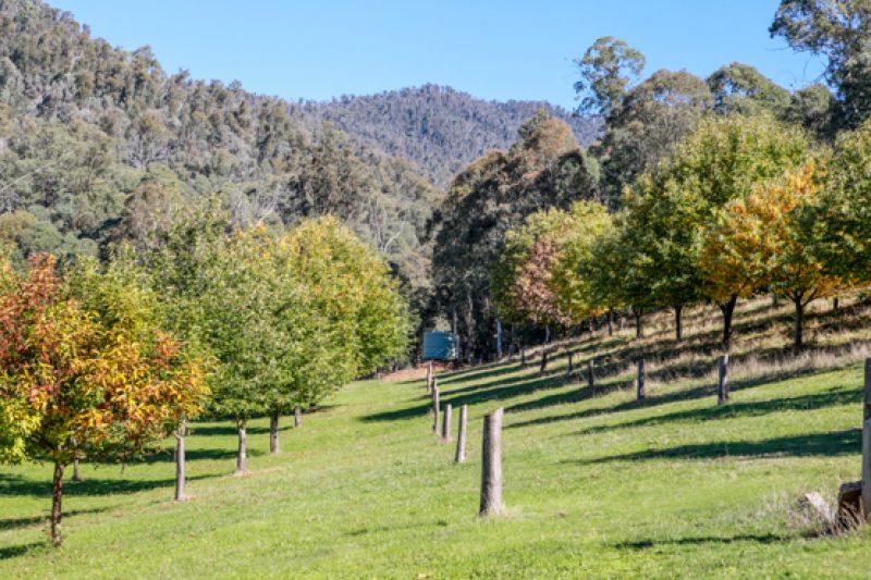 158 Lot 2, 3, 4 Simmonds Creek Road Tawonga South VIC, Tawonga South - Thumbnail 4