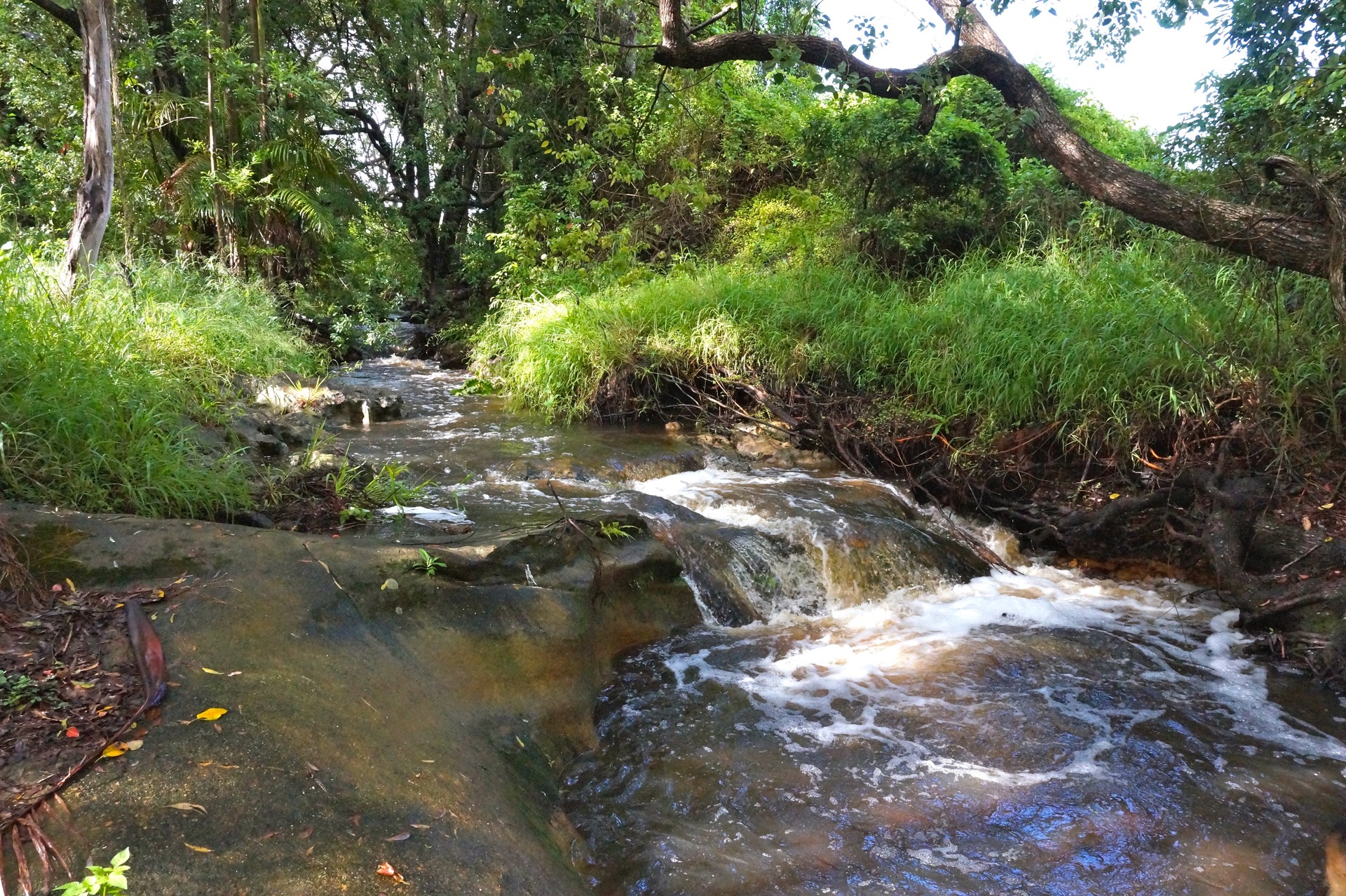 66 Kilmore Drive , TAMBORINE, QLD, 4270 Acreage/SemiRural buyMyplace