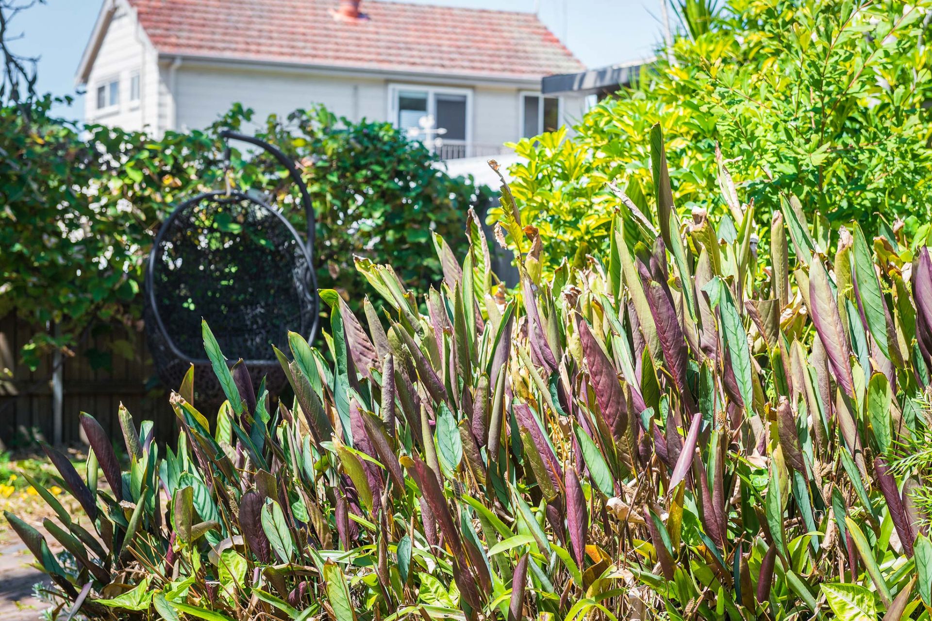 SOLD 'Waratah'  an Adorable Semi with Character and Style