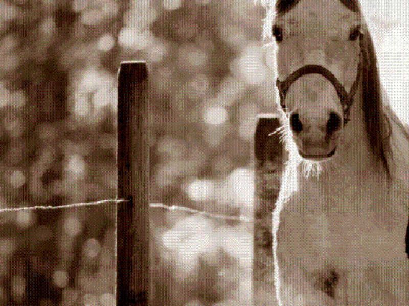 102 Brindabella Road, Uriarra - Thumbnail 6